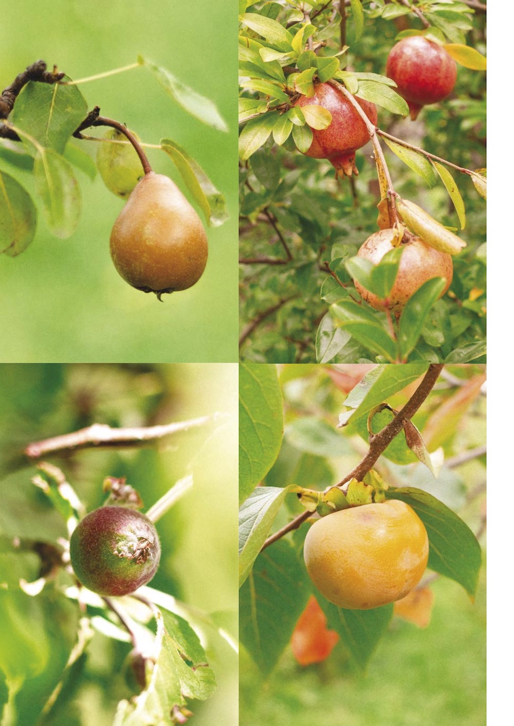 for Robida 11: Orchard frutteto sadovnjak